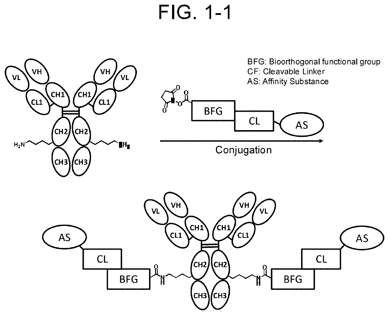 Compound having affinity substance to antibody, cleavable portion, and reactive group, or salt thereof