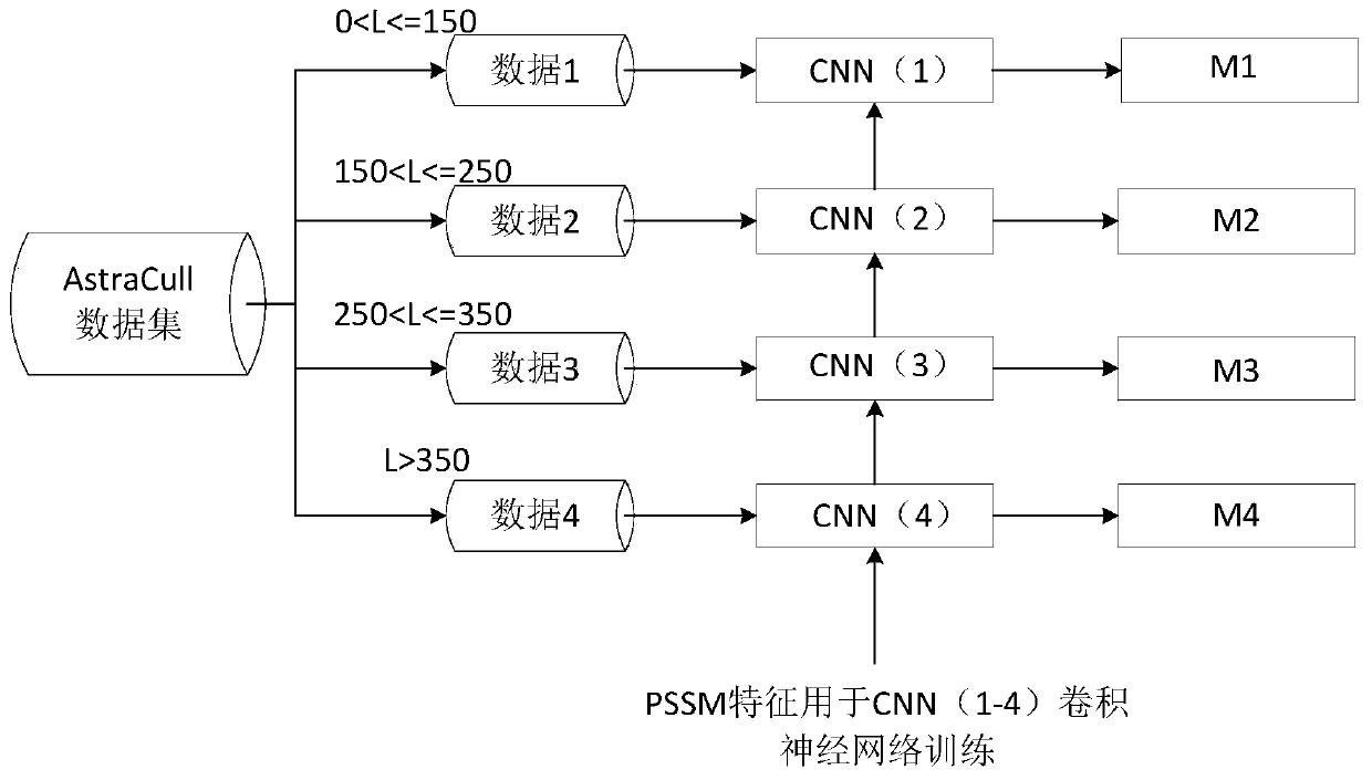 Method and system for classification modeling based on protein length and DCNN