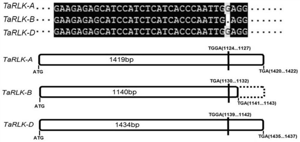 A snp marker primer and its application of scab resistance related gene tarlk-b