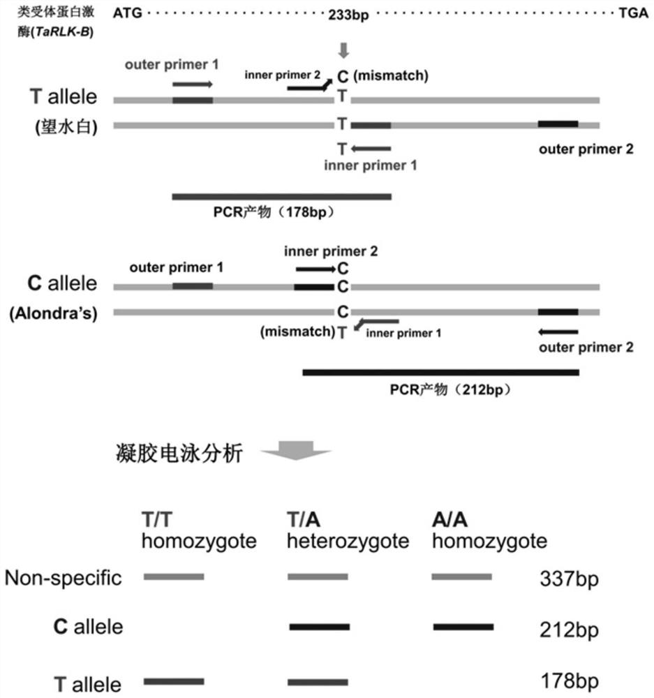 A snp marker primer and its application of scab resistance related gene tarlk-b