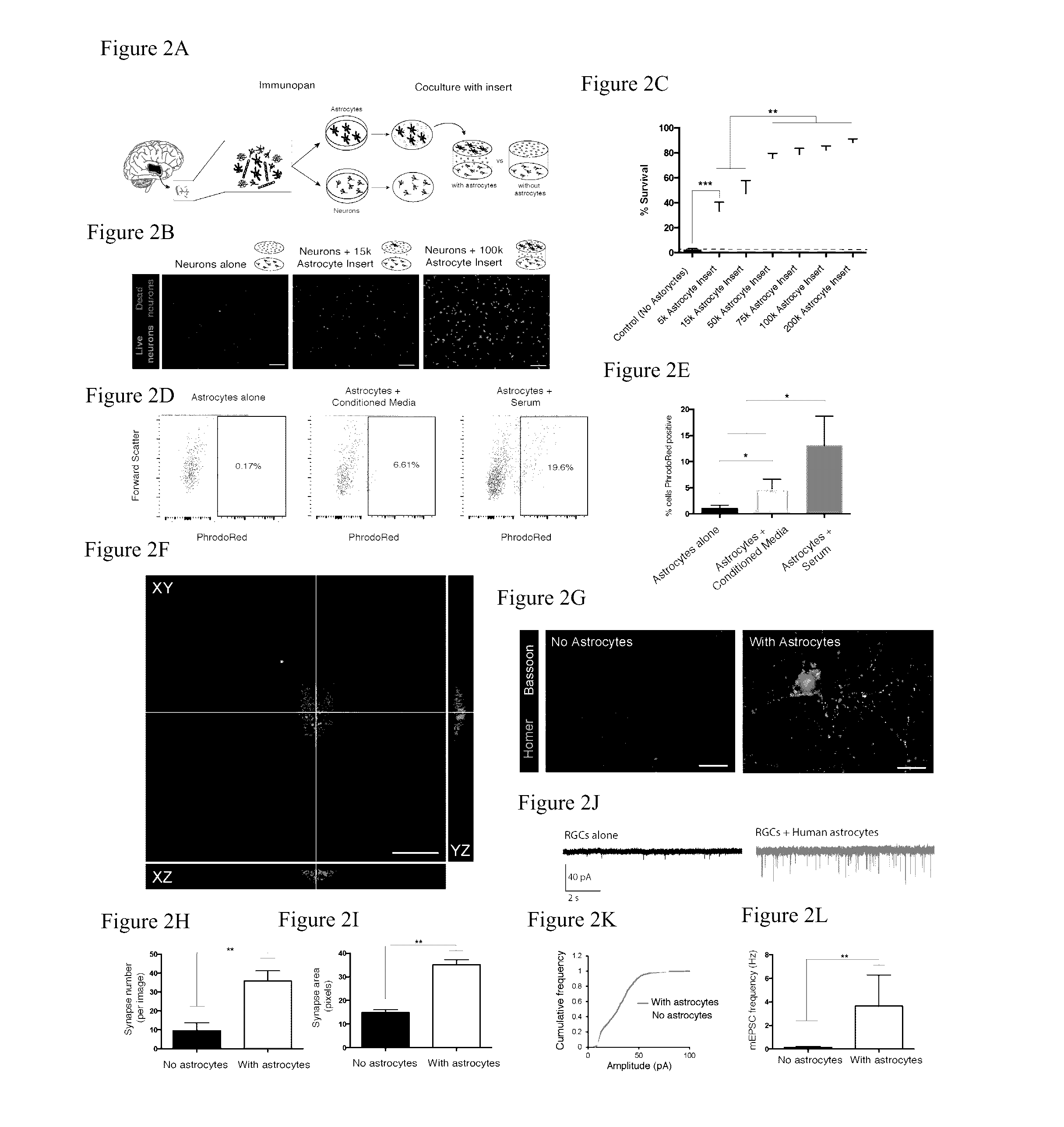 Purification of functional human astrocytes