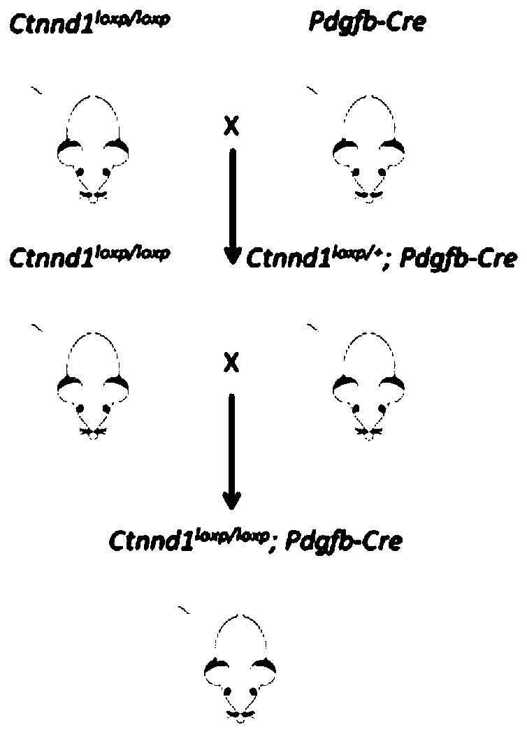 Method for constructing retinal neovascularization disease animal model by using gene manipulation technology, cultivation method and application