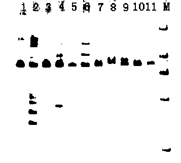 Method for identifying labiatae medicinal plants by using salvia miltiorrhiza EST-SSR markers