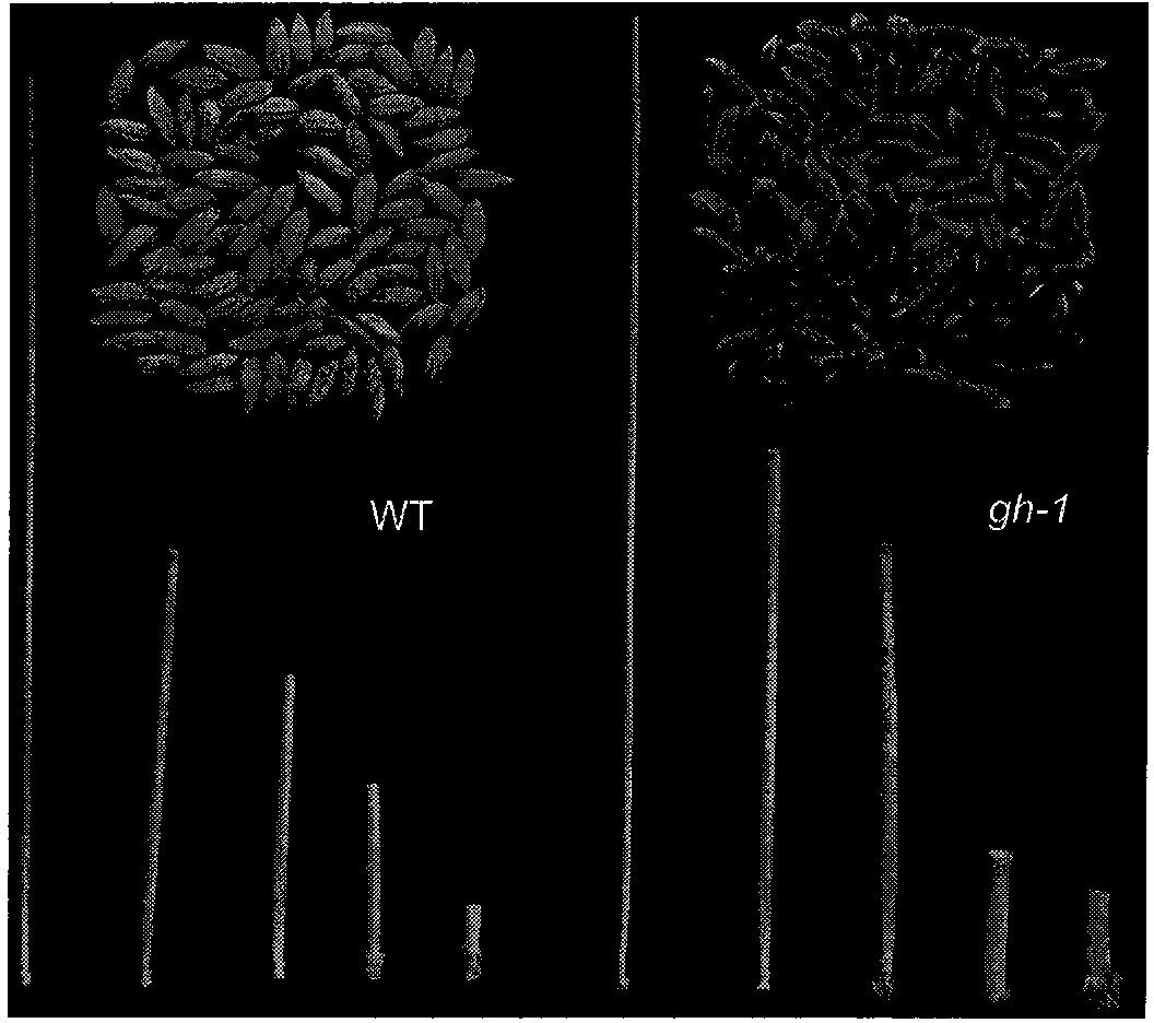 Protein used for controlling anthocyanidin content, coding gene thereof, and application thereof