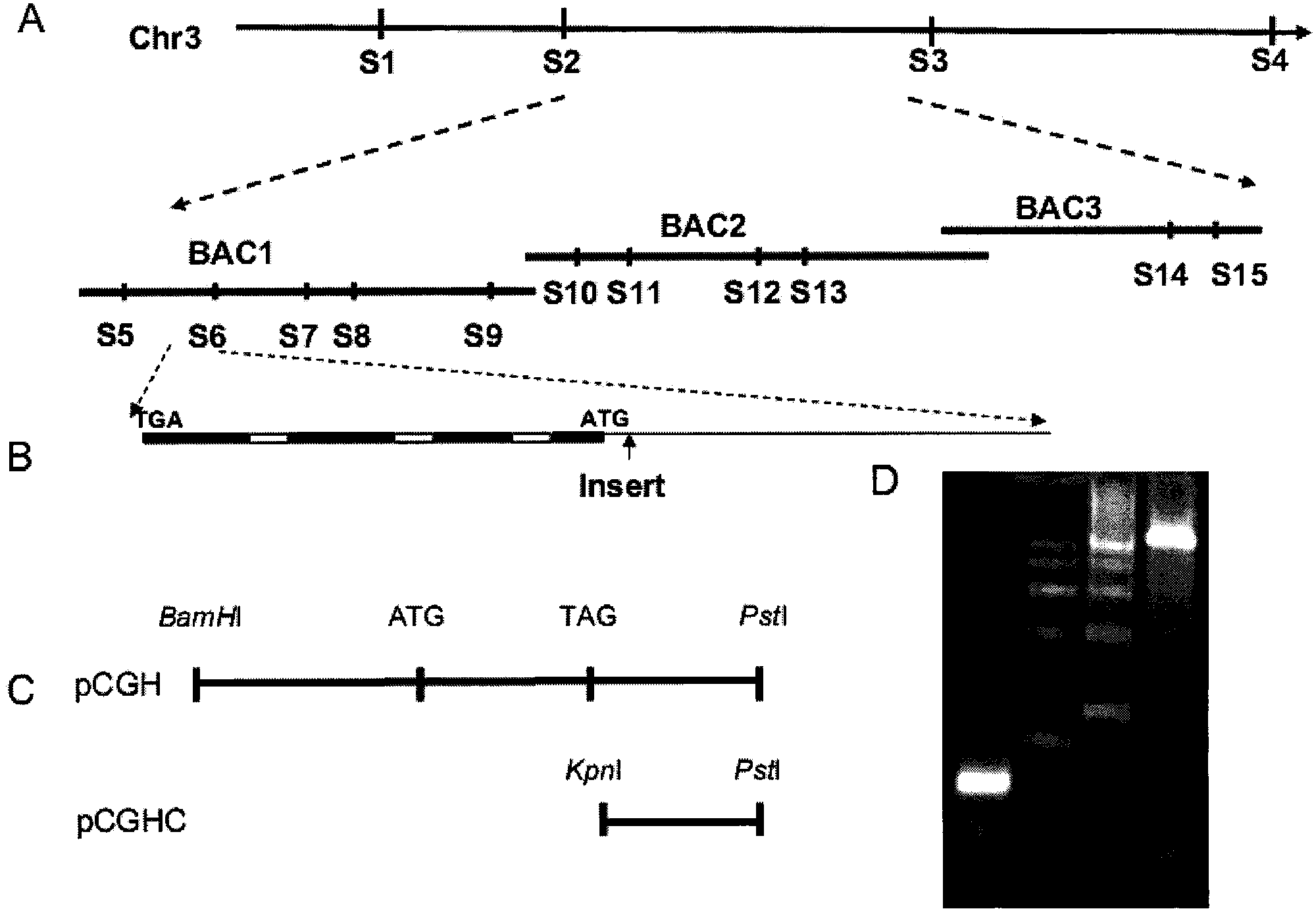 Protein used for controlling anthocyanidin content, coding gene thereof, and application thereof