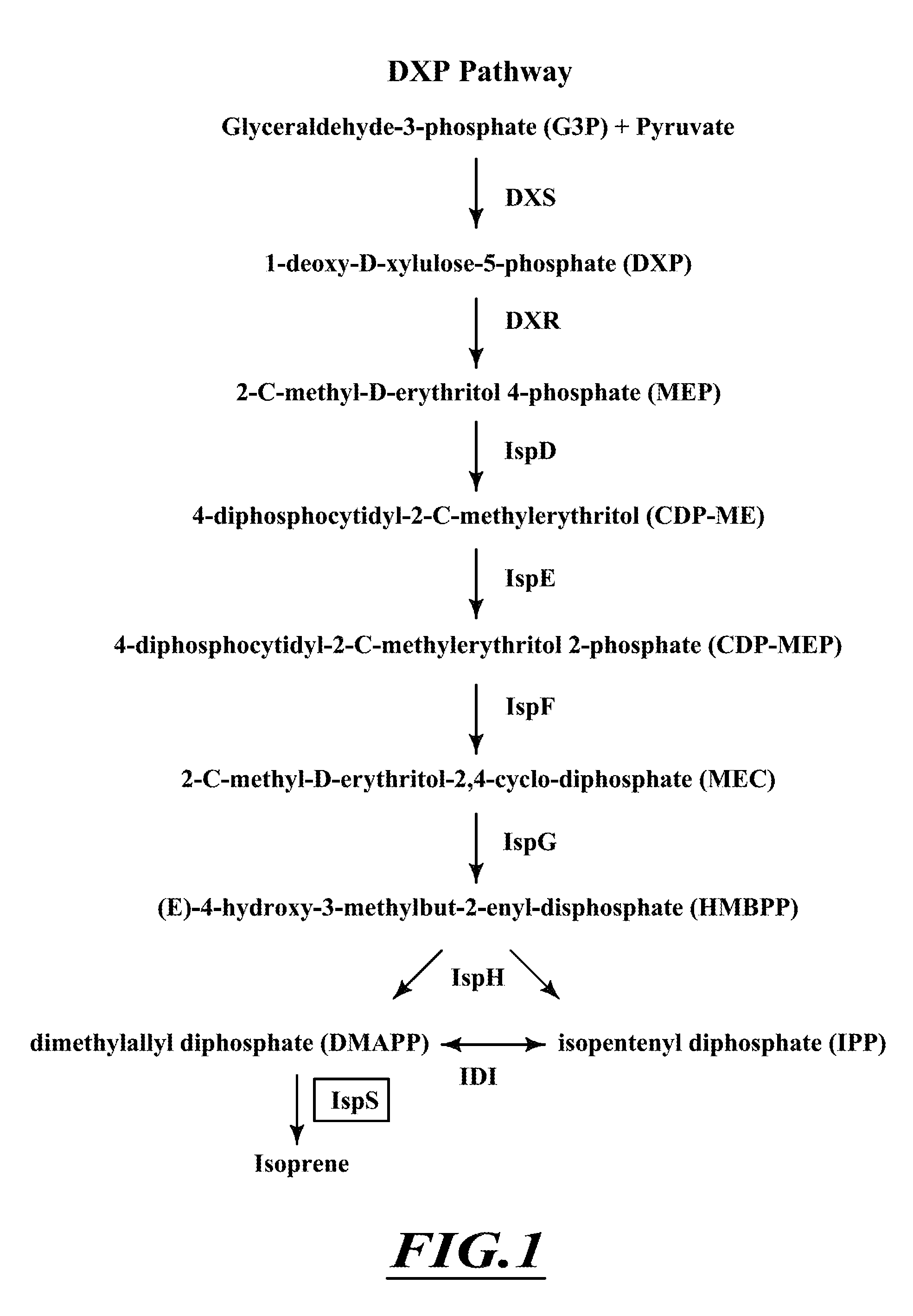 Compositions and methods for biological production of isoprene