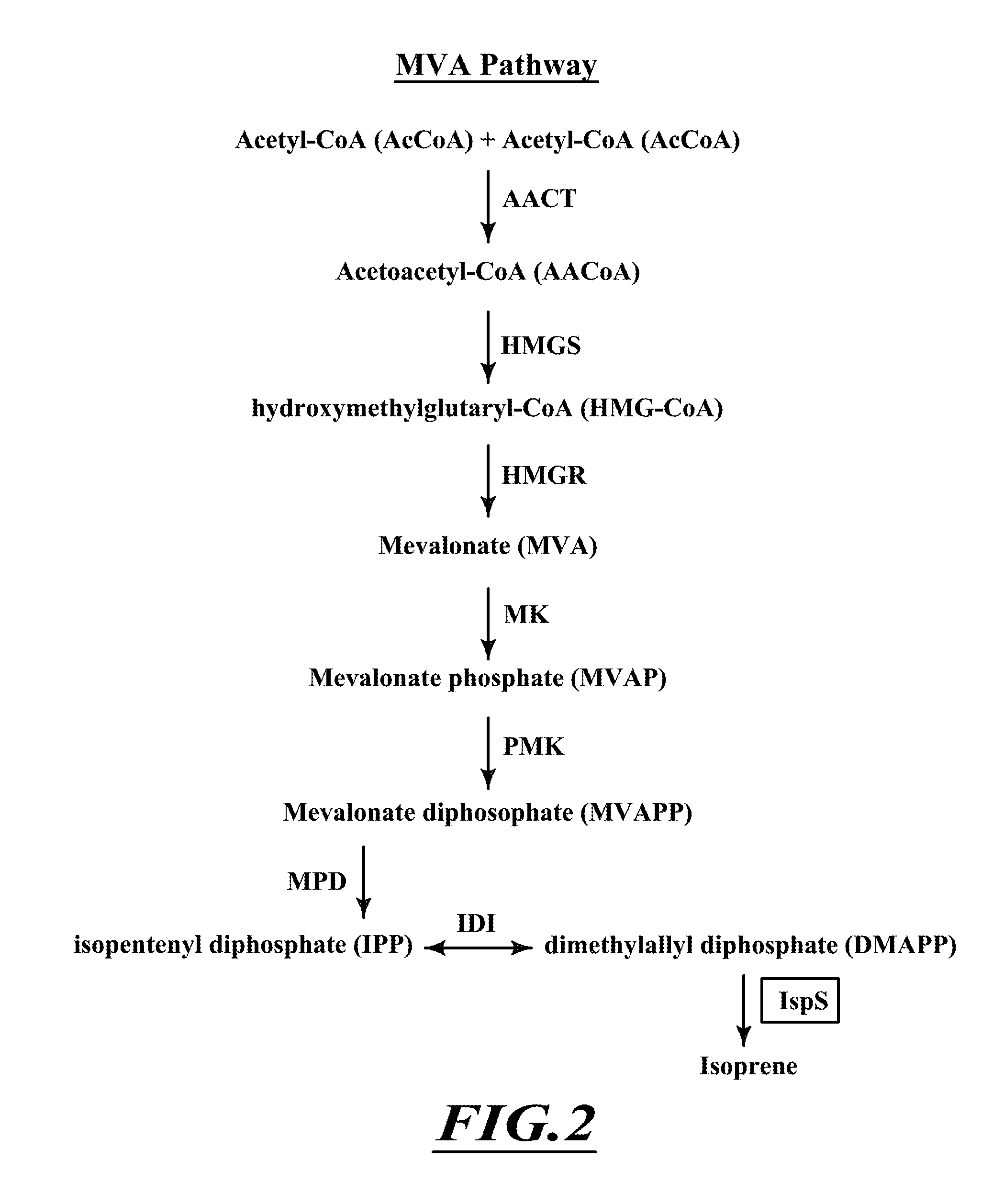 Compositions and methods for biological production of isoprene