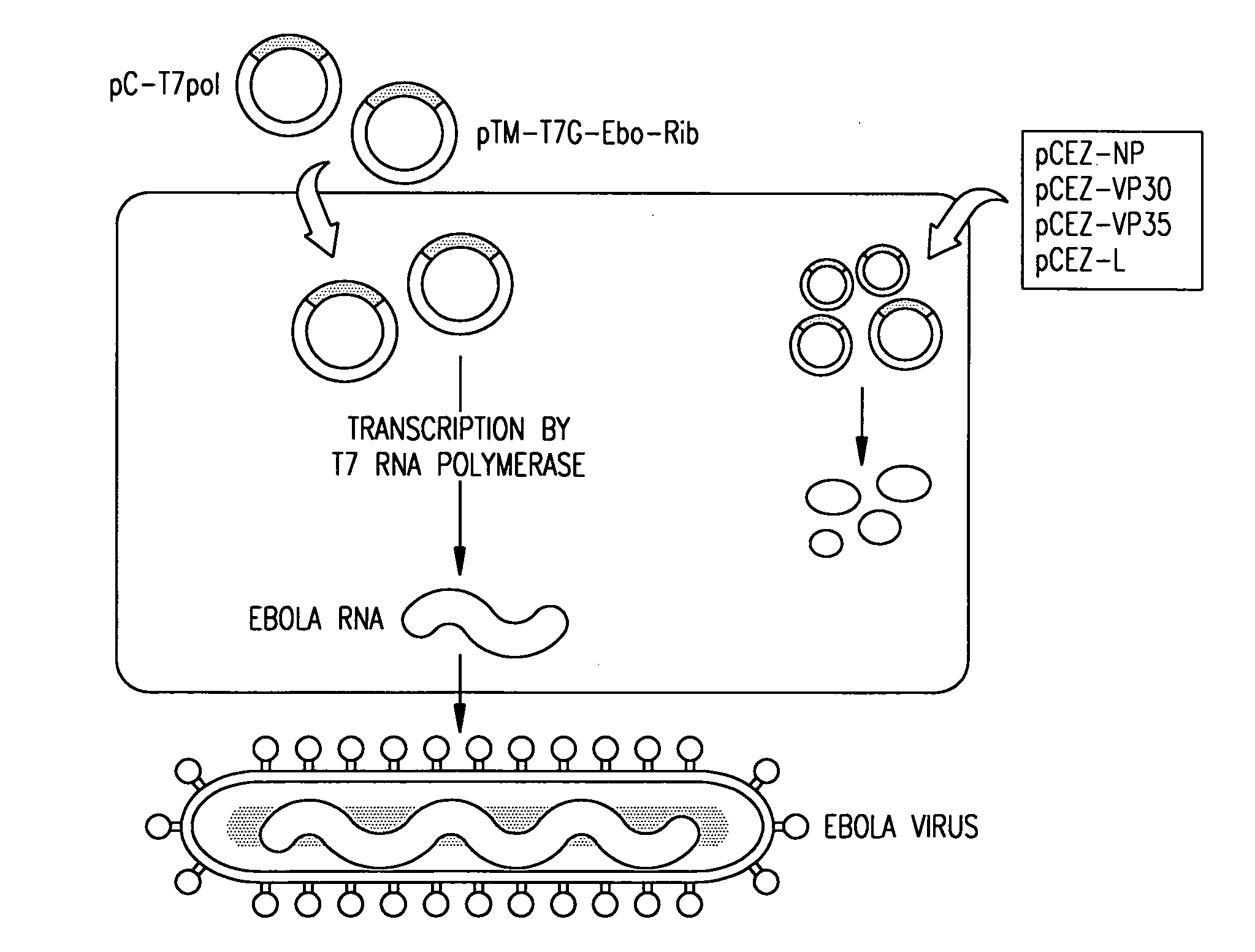 Filovirus vectors and noninfectious filovirus-based particles