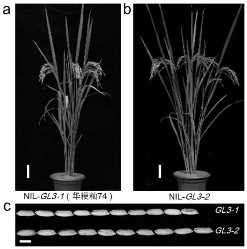 Oryza sativa L. grain shape gene GL3 functional marker and application thereof