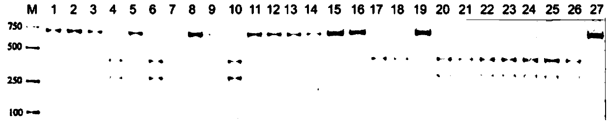 Oryza sativa L. grain shape gene GL3 functional marker and application thereof