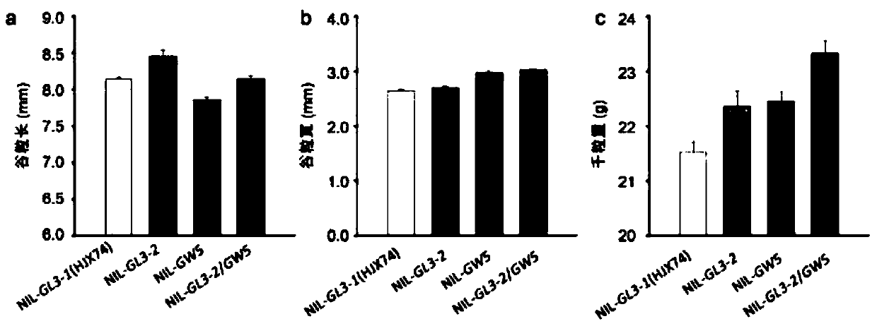 Oryza sativa L. grain shape gene GL3 functional marker and application thereof