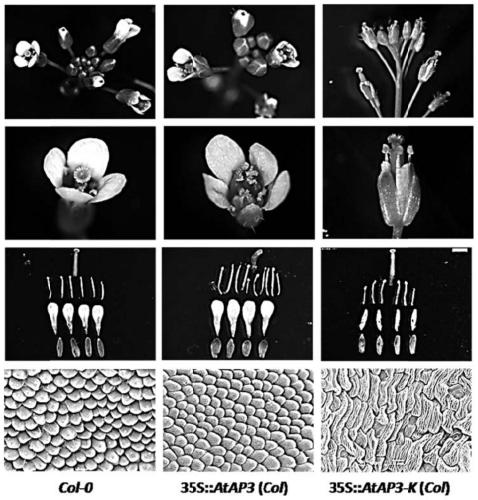 Cruciferae dominance apetalous gene and making method of dominance apetalous germplasm by gene