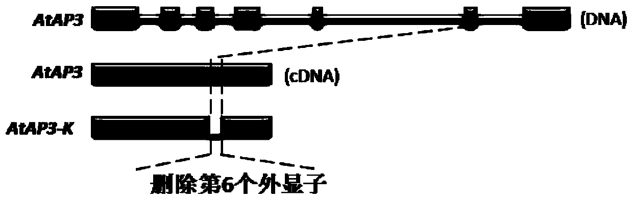 Cruciferae dominance apetalous gene and making method of dominance apetalous germplasm by gene