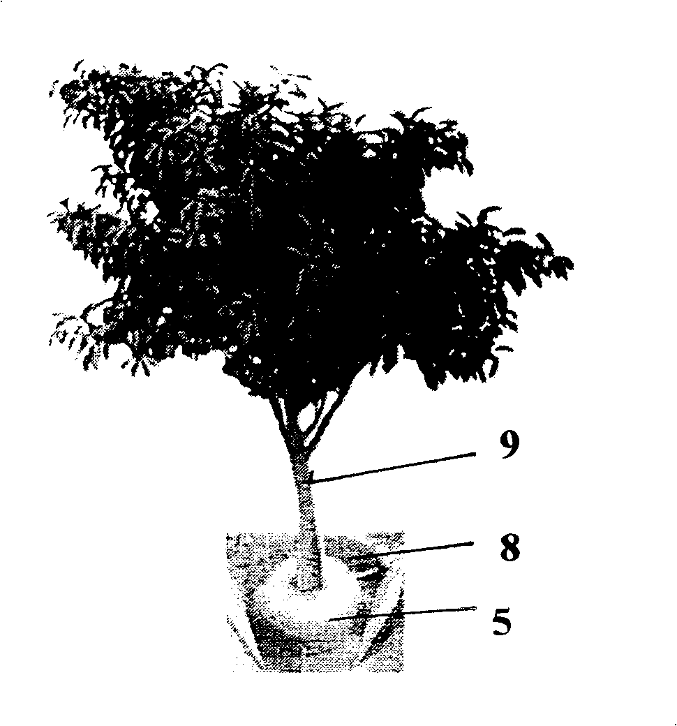 Operation method for transplanting wild big tree