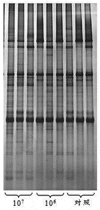 Lactobacillus salivarius XJP2 and application thereof