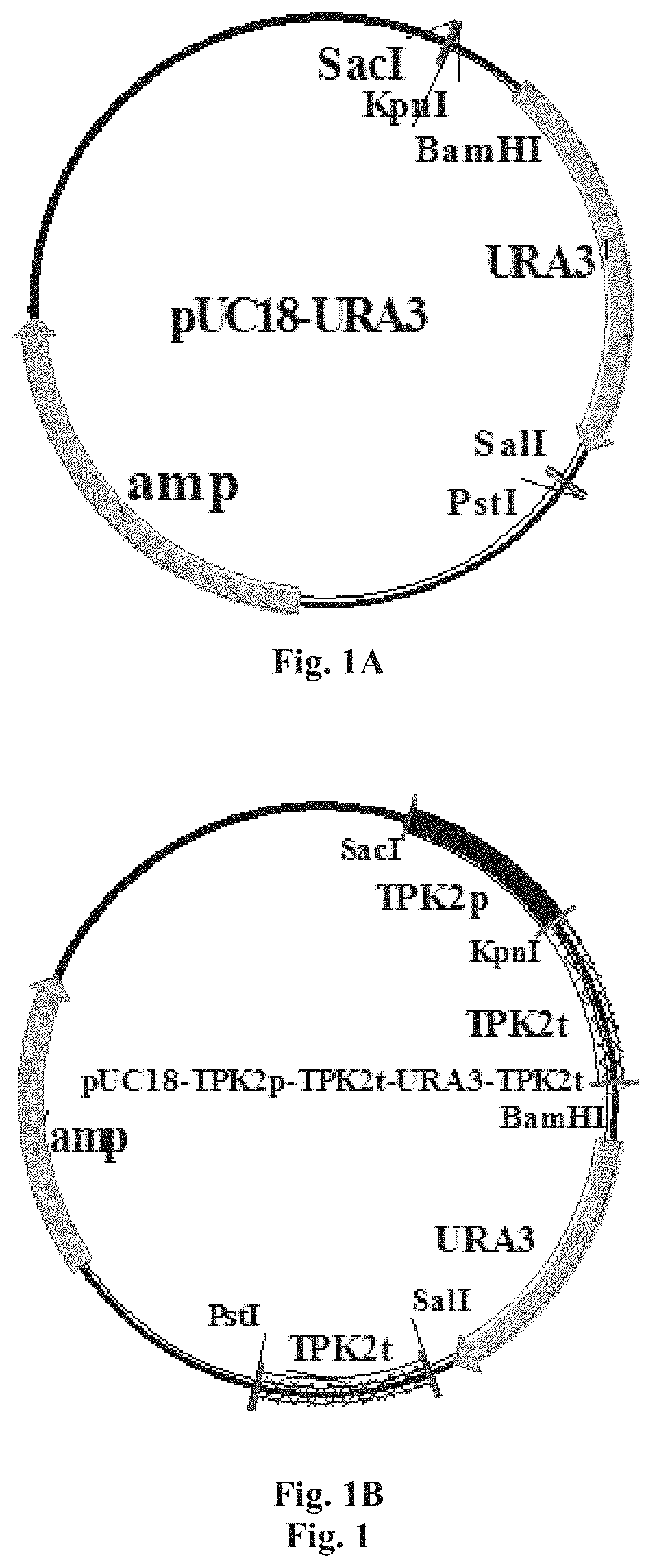 High camp yielding yeast strain and use thereof