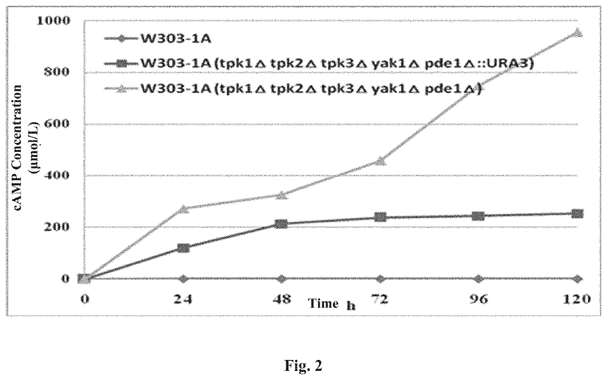 High camp yielding yeast strain and use thereof