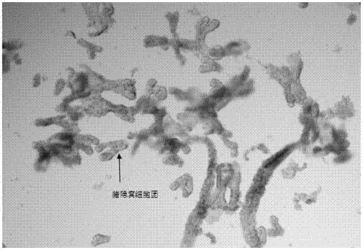 A method for isolating and culturing porcine intestinal stem cells