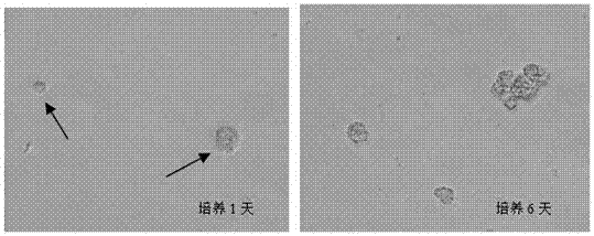 A method for isolating and culturing porcine intestinal stem cells