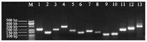 Fluorescent quantitative internal reference genes of elymus sibiricus under different stress conditions and primer and application thereof