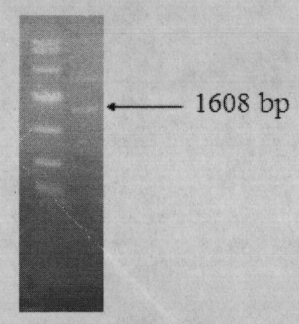 Novel selective marker and application thereof in plant genetic transformation