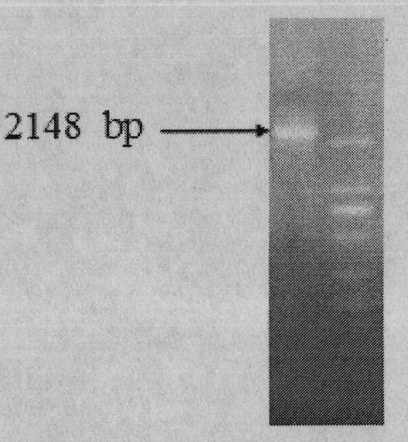 Novel selective marker and application thereof in plant genetic transformation