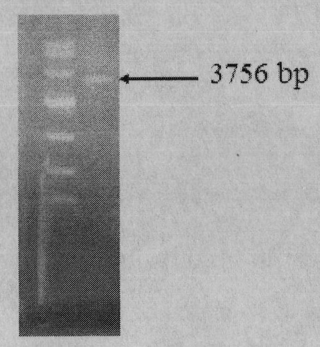 Novel selective marker and application thereof in plant genetic transformation