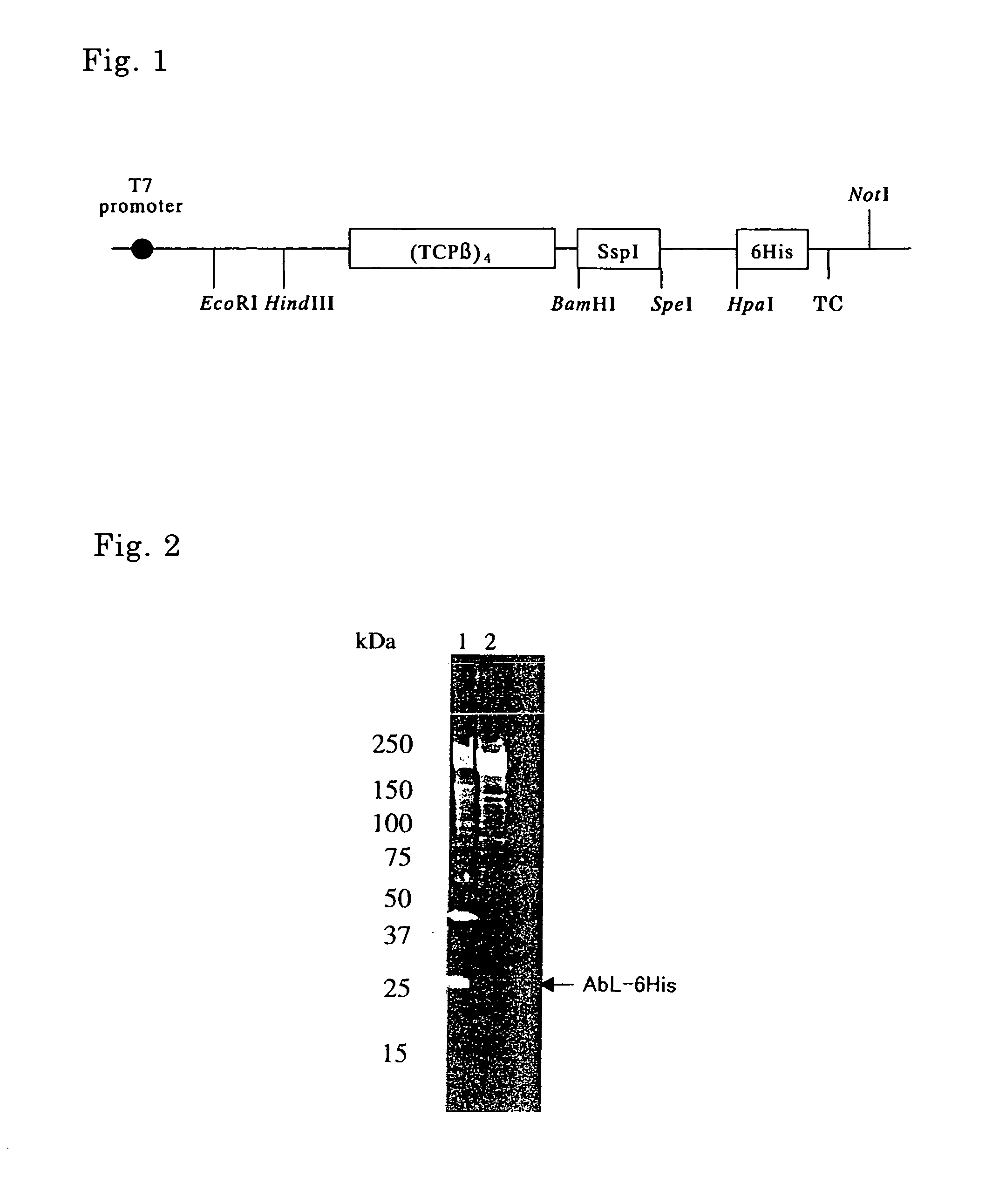 Method of producing target protein, fusion protein and gene thereof, protein consisting of partial sequence of intein and gene thereof, expression vector, and transformant