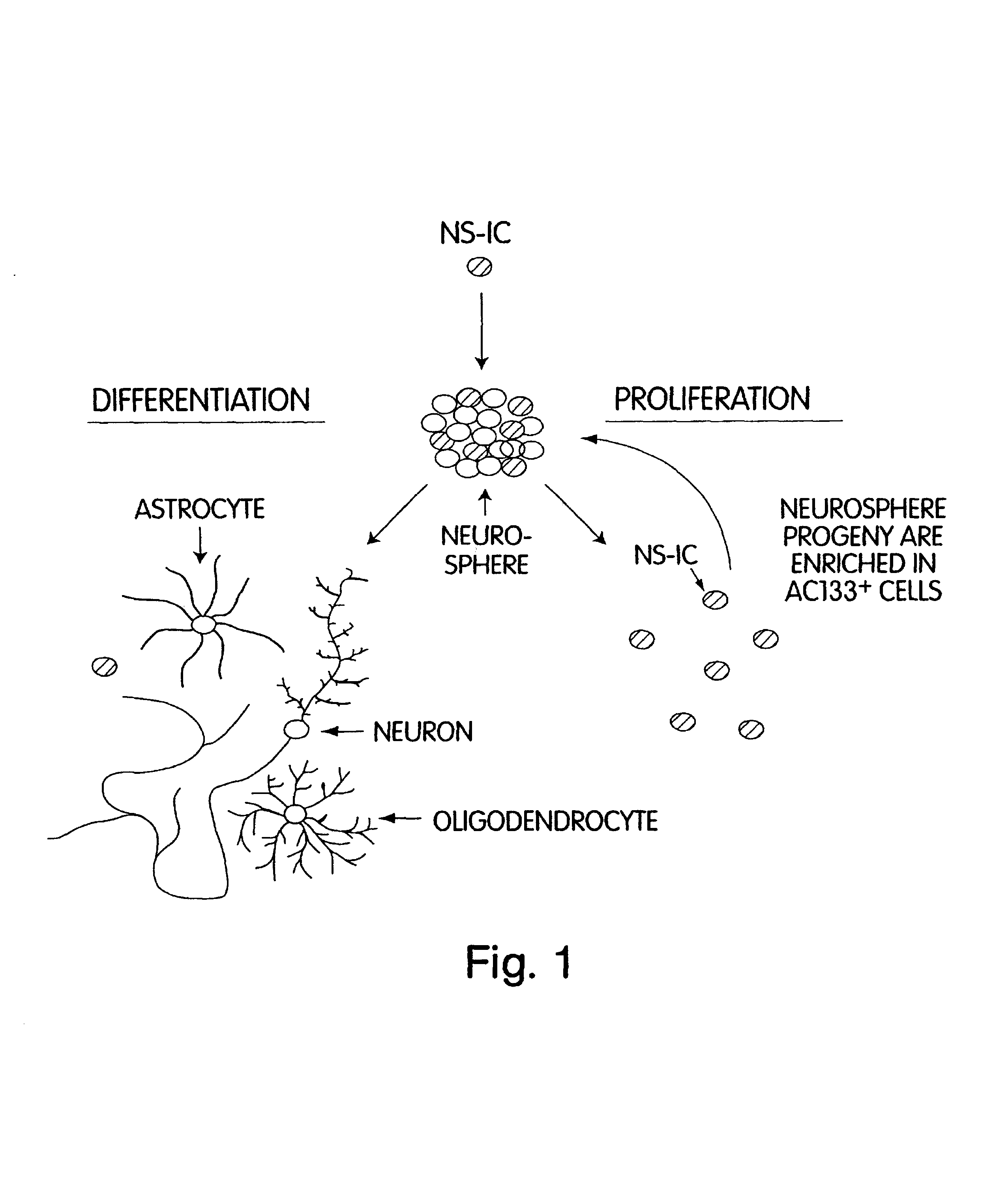 In vivo screening methods using enriched neural stem cells