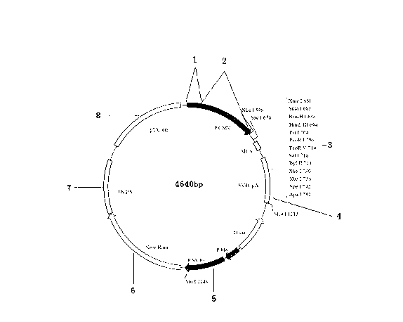 Efficient mammalian cell gene recombination protein expression vector