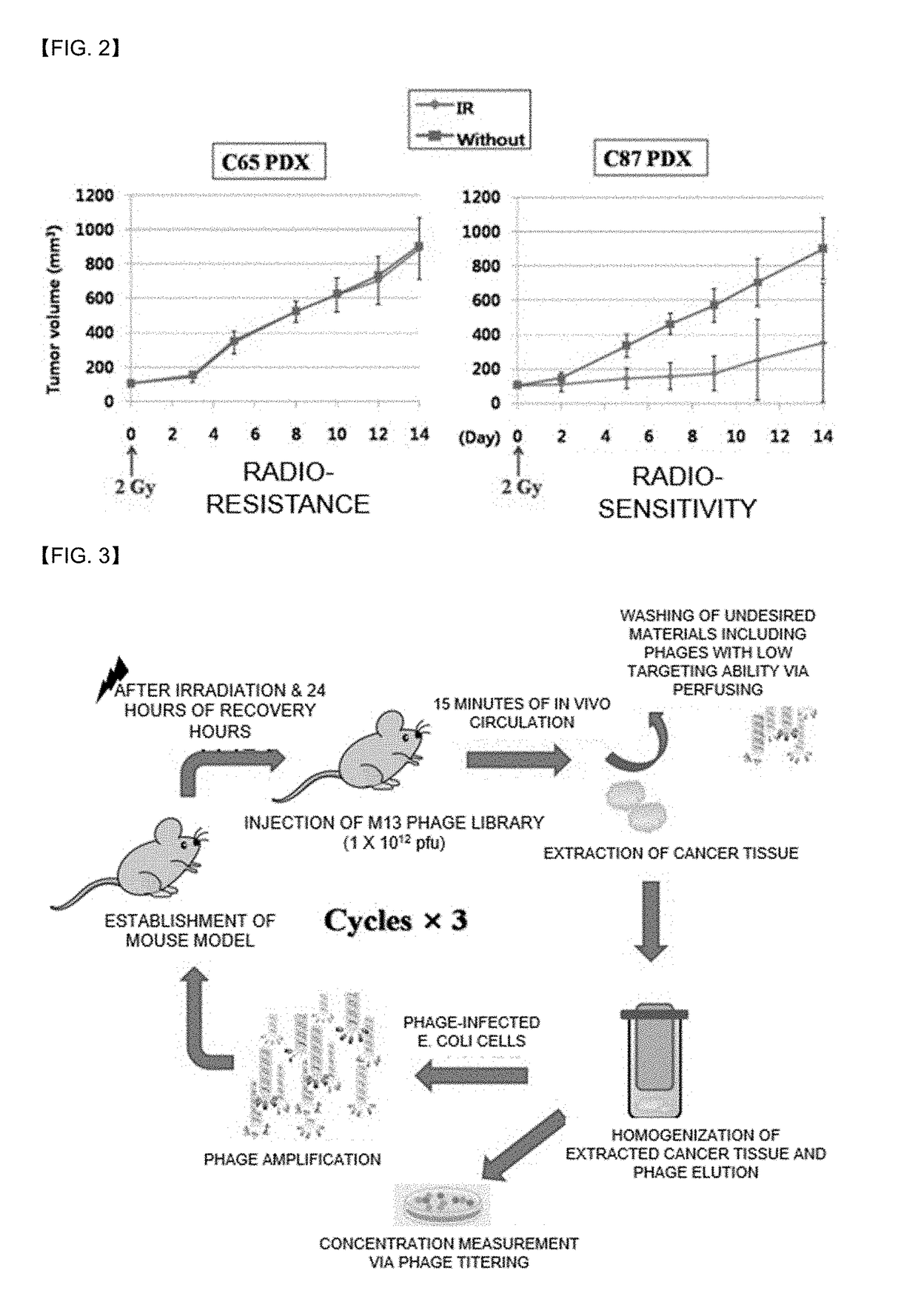 Peptides for targeting colorectal cancer, and medical use thereof