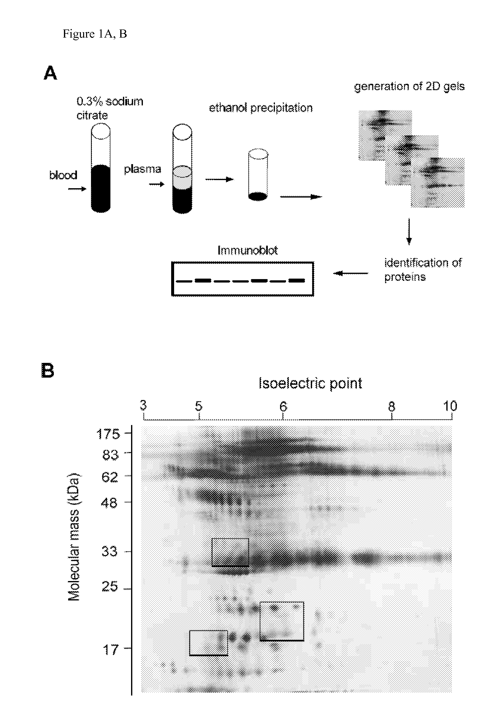 Protein markers for the diagnosis and prognosis of ovarian and breast cancer