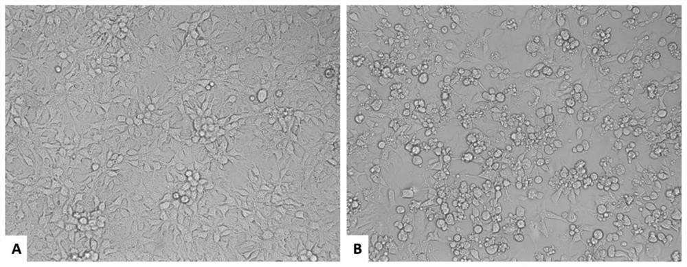 Fowl adenovirus serum type 4 recombinant virus for expressing fowl adenovirus serum type 8b spike protein as well as construction method and application of fowl adenovirus serum type 4 recombinant virus