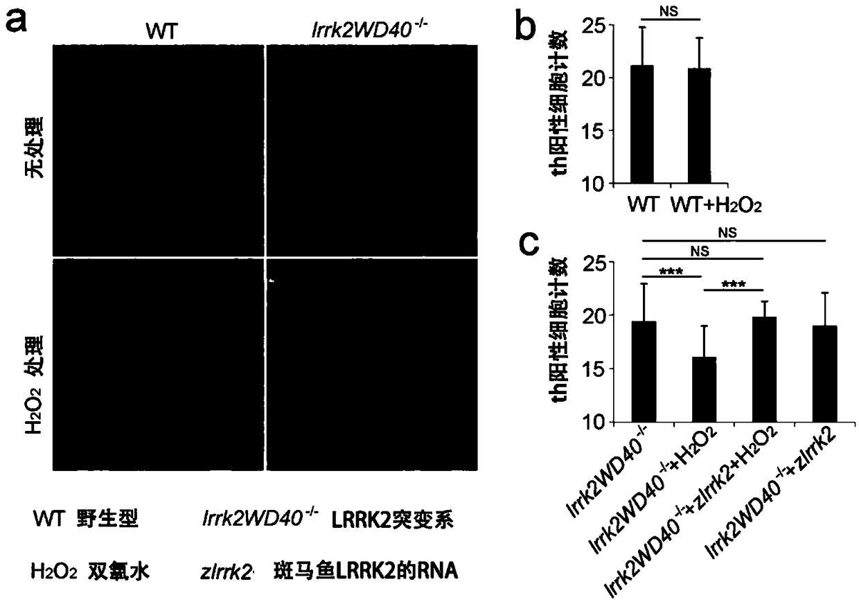 Non-treatment-oriented method for constructing zebrafish model used for sifting drugs for treating Parkinson's diseases