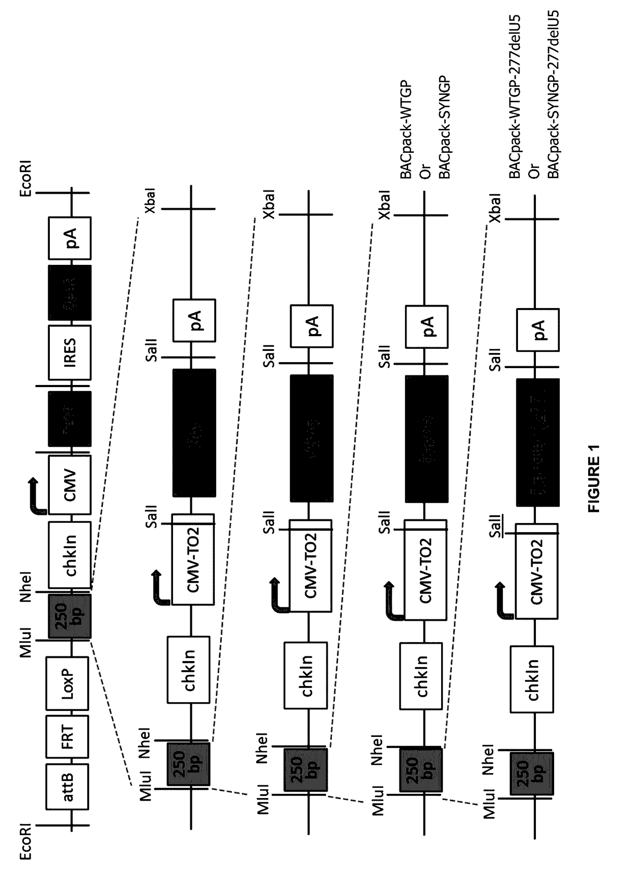 Stable cell lines for retroviral production