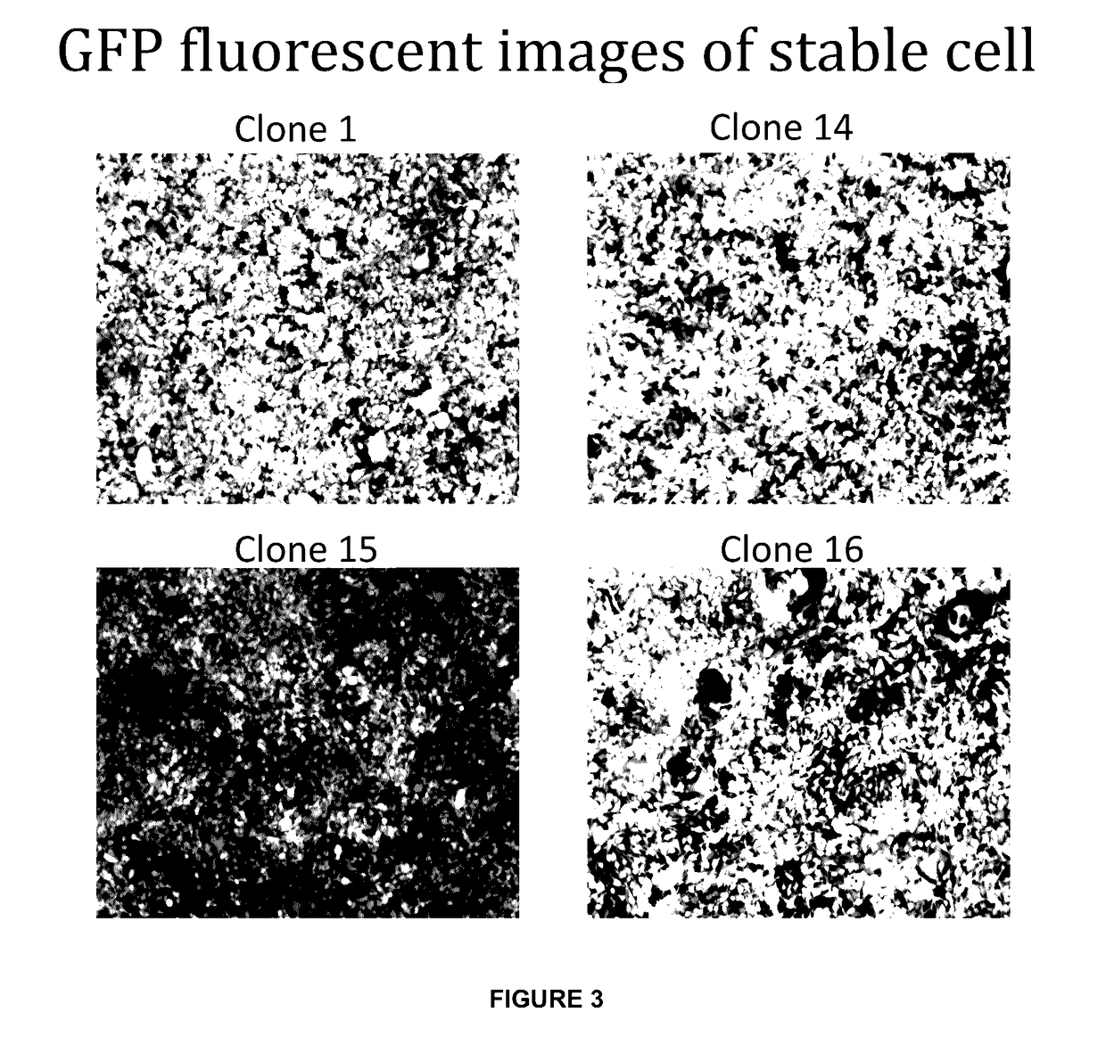 Stable cell lines for retroviral production