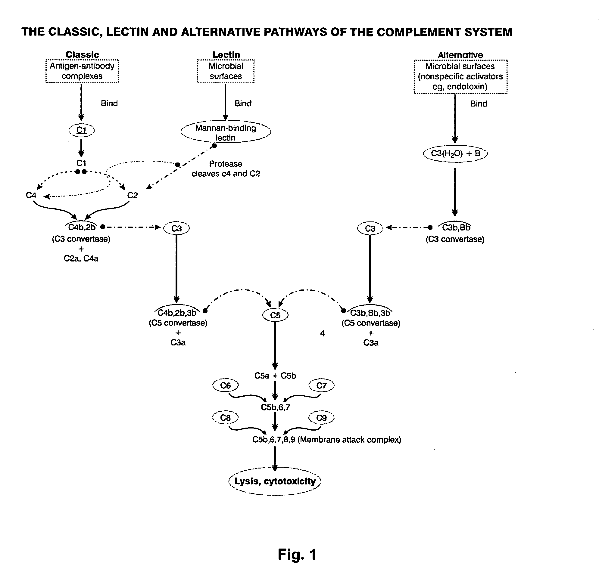 Immunogenic composition and method of developing a vaccine based on portions of the HIV matrix protein