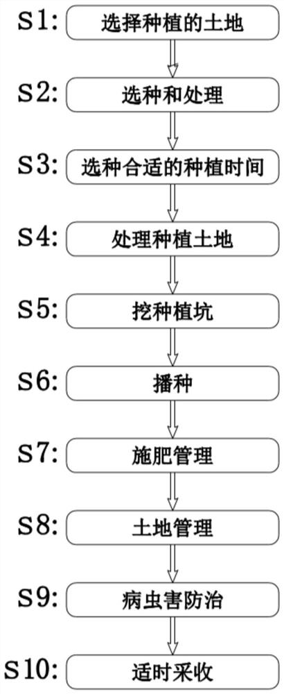 Breeding method of garlic rich in alliin