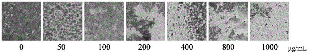 Sweet potato extract and preparation method and application thereof