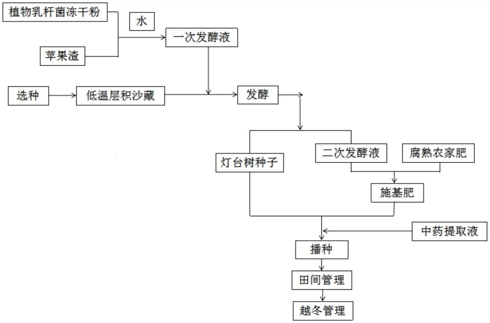 Method for cultivating cornus controversa hemsl