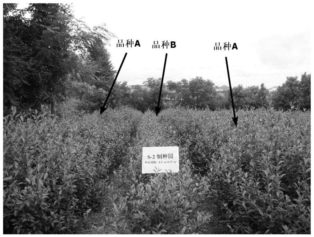 A kind of seed production method of double clone hybrid seed of tea tree