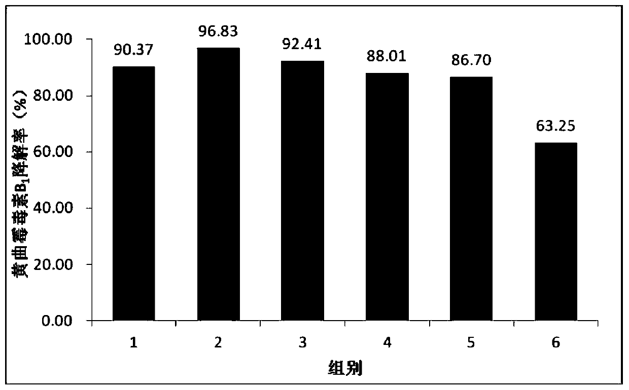 A kind of fermentation agent for degrading aflatoxin, its preparation method and application