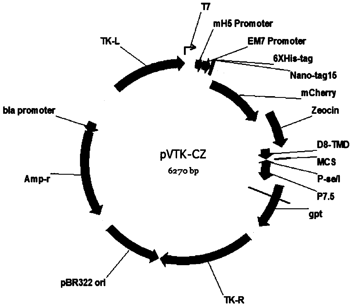 Combinant vaccinia virus surface display system vector plasmid and application thereof