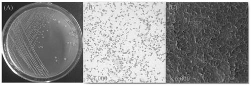 A strain of Serratia with rich phosphorus, organic phosphorus degradation and inhibition of plant pathogenic fungi