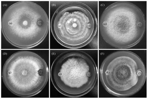 A strain of Serratia with rich phosphorus, organic phosphorus degradation and inhibition of plant pathogenic fungi