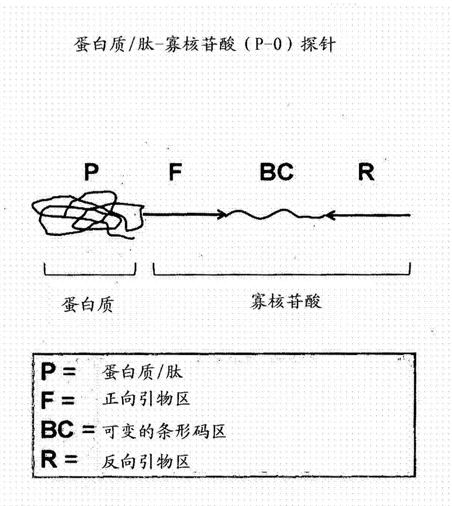 Assay for the parallel detection of biological material based on PCR