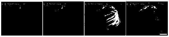 Cathode luminescence imaging method of monazite