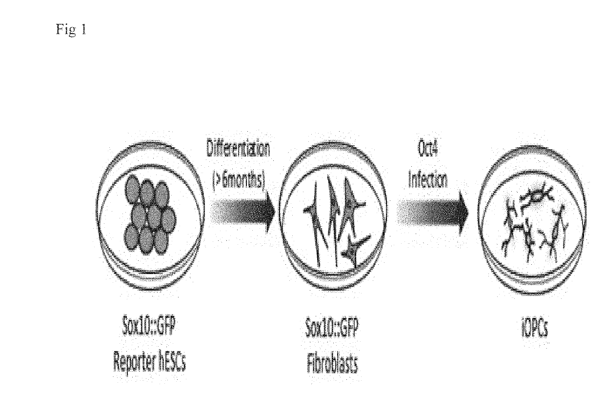 Method for inducing oligodendrocyte precursor cells from oct4-induced human somatic cells through direct reprogramming