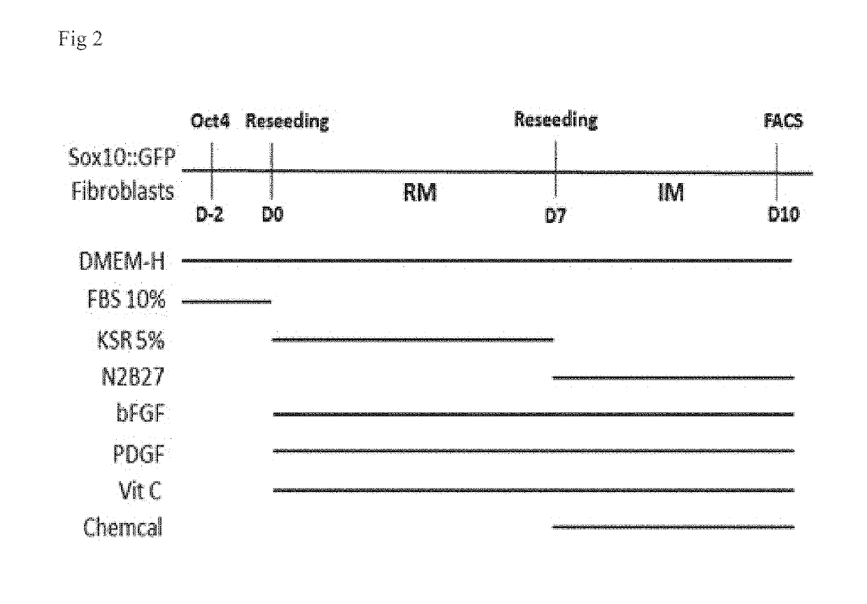 Method for inducing oligodendrocyte precursor cells from oct4-induced human somatic cells through direct reprogramming