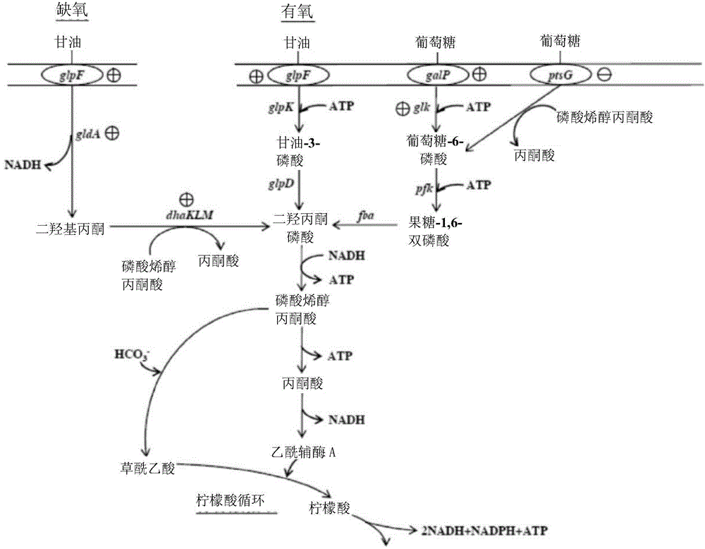 Strain capable of improving performance of recombinant protein under aerobic condition